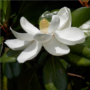 Magnolia Grandiflora 'Little Gem'